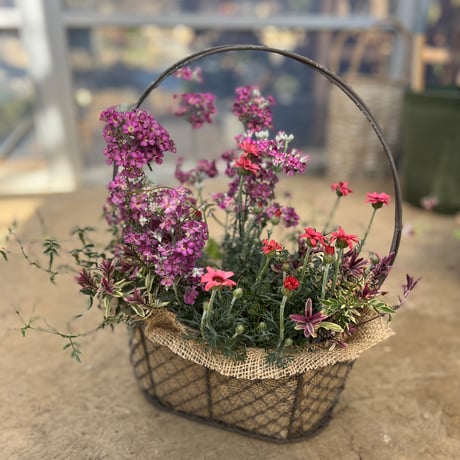 ワイヤーバスケットの寄せ植え