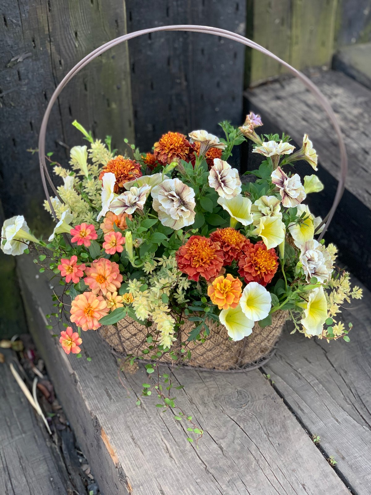 ワイヤーバスケットの寄せ植え | yama niwa