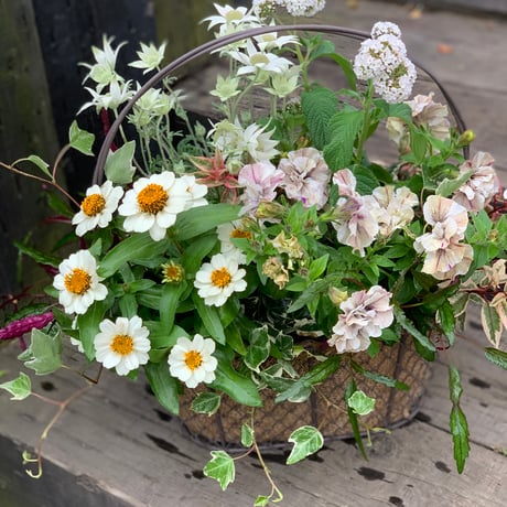 ワイヤーバスケットの寄せ植え