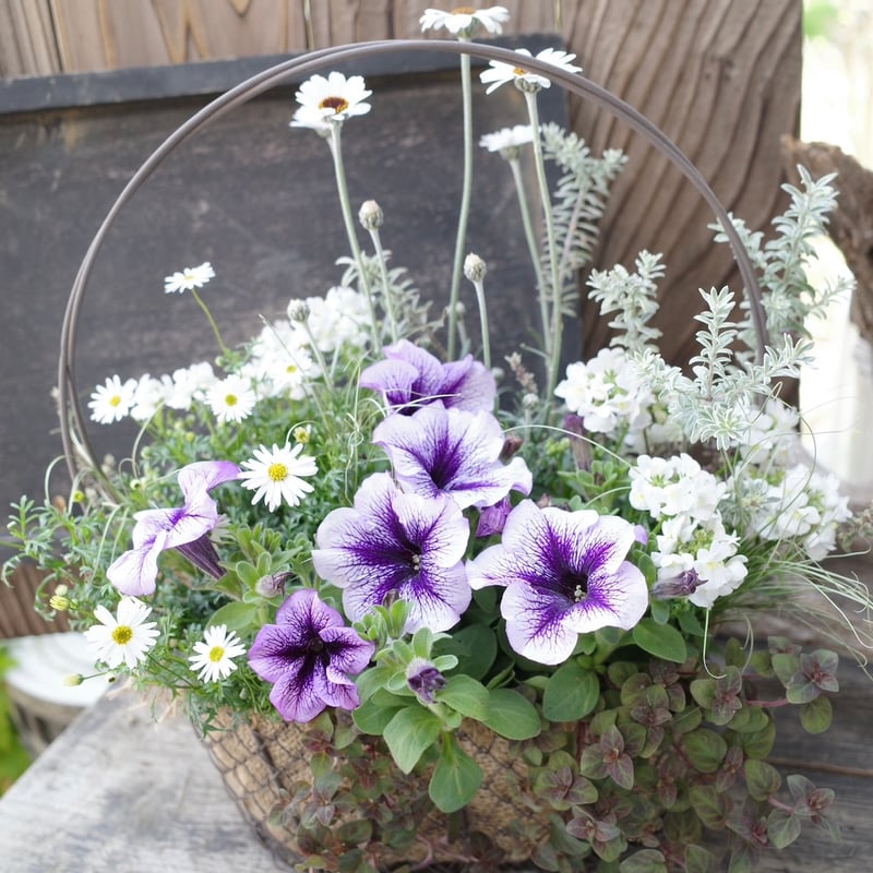 ワイヤーバスケットの寄せ植え | yama niwa