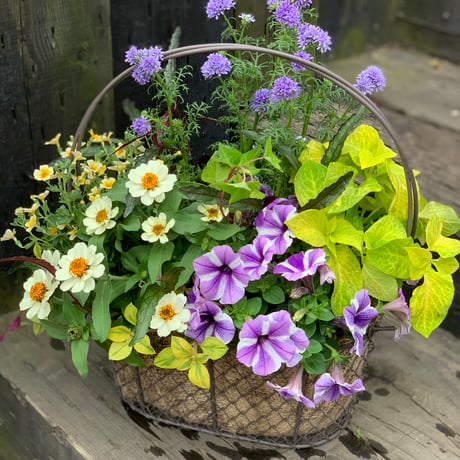 ワイヤーバスケットの寄せ植え
