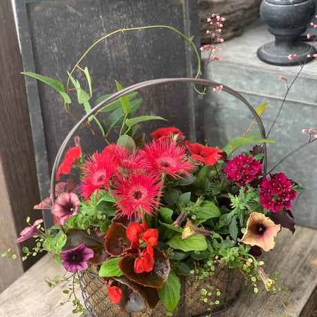 ワイヤーバスケットの寄せ植え