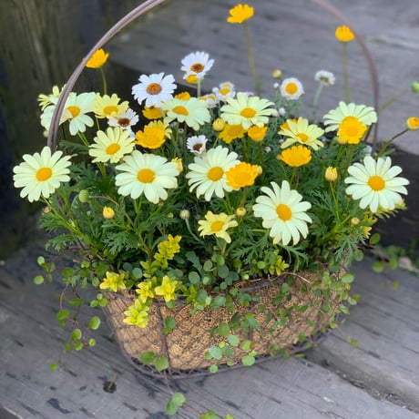 ワイヤーバスケットの寄せ植え