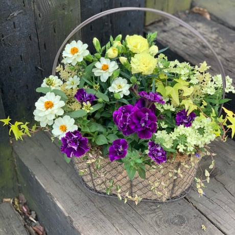 ワイヤーバスケットの寄せ植え