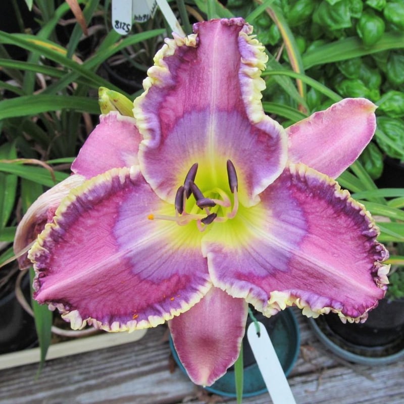 ビンテージ レア スクィッシュパピーズ パープル ドール パープル ピース Purple Peace | HANACHOLOGY デイリリー研究所