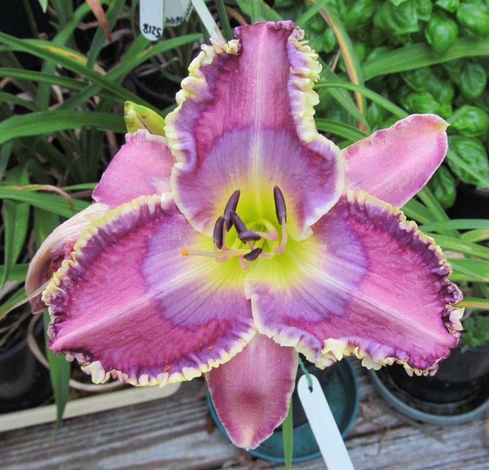 パープル ピース Purple Peace | HANACHOLOGY デイリリー研究所