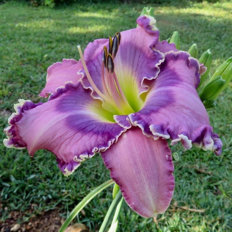 パープル ピース Purple Peace | HANACHOLOGY デイリリー研究所