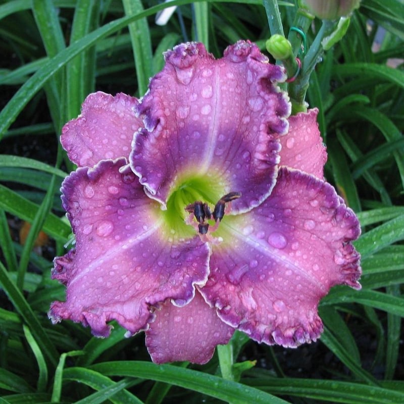 パープル ピース Purple Peace | HANACHOLOGY デイリリー研究所