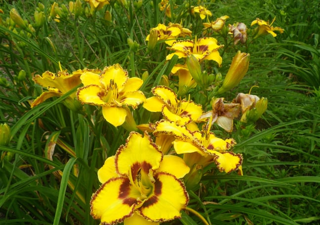 ヒストリカル レア品種 ER ヒストリカル♡レア品種 イングリッシュ 2023年ER廃番品種&庭が