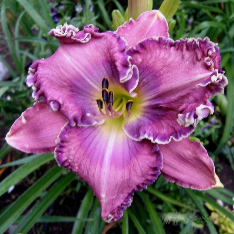 パープル ピース Purple Peace | HANACHOLOGY デイリリー研究所