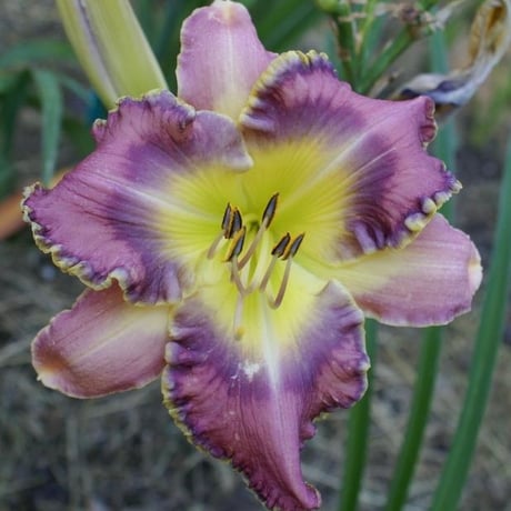 フリー　バード　Free Bird