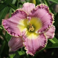 イングリッシュ　ラヴェンダー　English Lavender