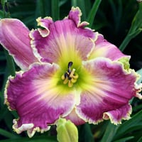 オーキッドロマンス / オーキッドエレガンス オーキッド エレガンス Orchid Elegance | HANACHOLOGY デイリリ