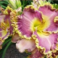 オーキッド エレガンス Orchid Elegance | HANACHOLOGY デイリリ