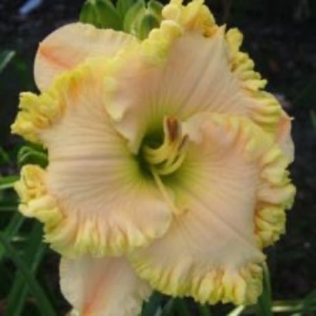 スプリング　ハーベスト　Spring Harvest