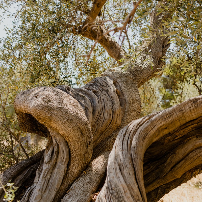 Olive Japan2025 受賞オリーブオイルセット（セット数限定、新油発売