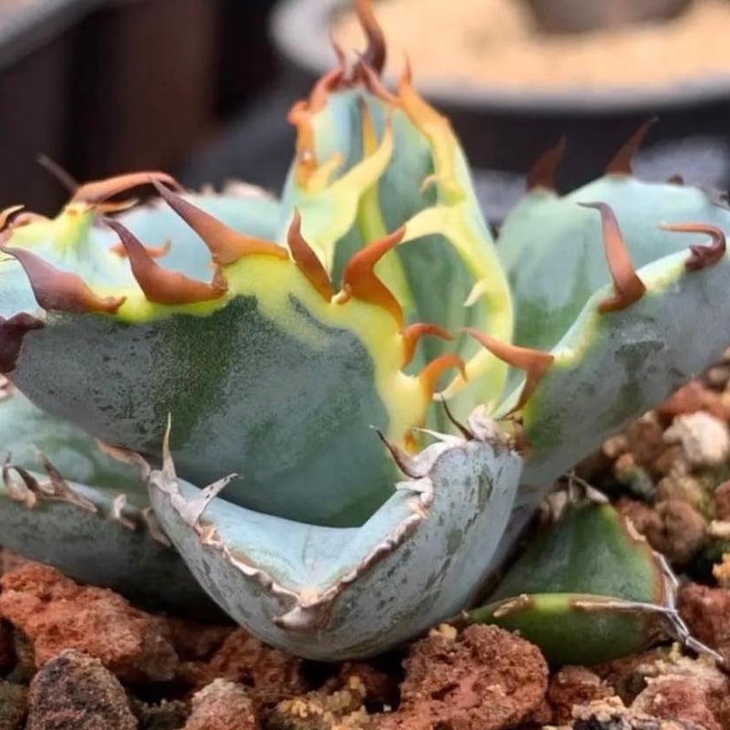 アガベ ブラックダイヤモンド ブラック&ブルー錦