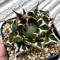 希少！白鯨種子入荷】アガベチタノタ白鯨種子50粒