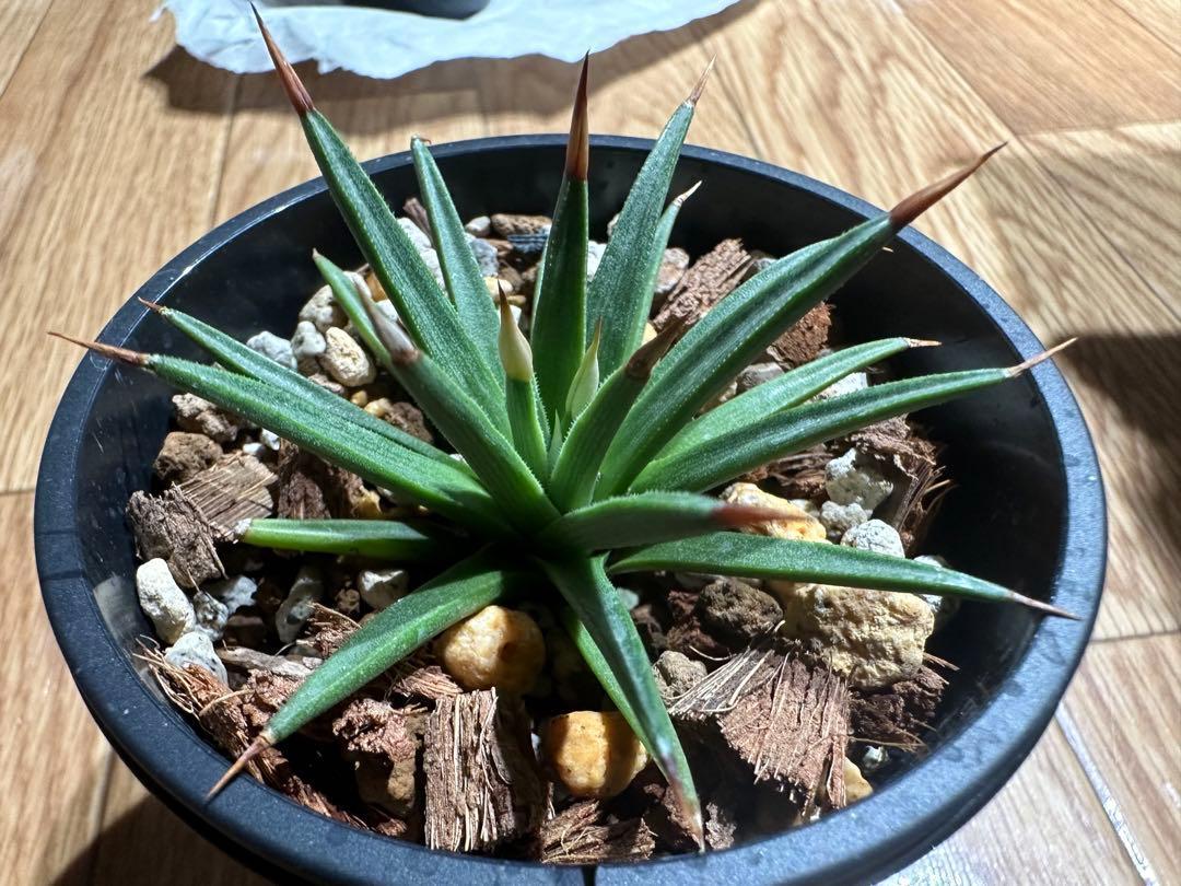 新品種アガベ】アルボピロサ(アルボピローサ) | プラントウィズ