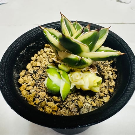 プラントウィズ