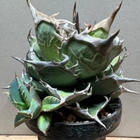 親株アガベハデス極上株　陽炎インフェルノ 親株アガベハデス極上株陽炎インフェルノ