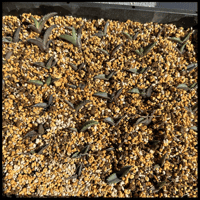 【ブツブツ系アガベ】痘痘龍(豆豆龍)子株 / チタノタ 希少ブツブツ系アガベ】痘痘龍(豆豆龍)子株 / チタノタ | プラントウィズ