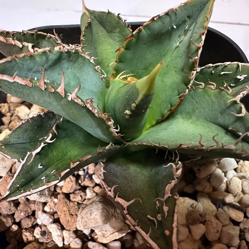 希少ブツブツ系アガベ】痘痘龍(豆豆龍)子株 / チタノタ | プラントウィズ