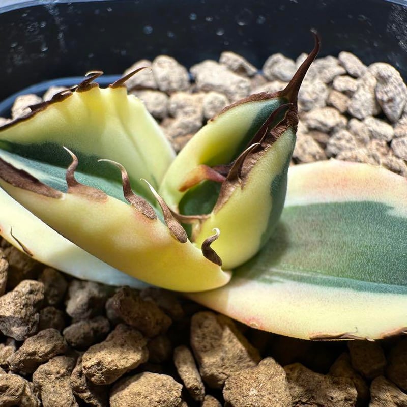 龍園觀】特選 アガベ 多肉植物 チタノタ 魔丸 陽炎 極上株 激 龍園觀】特選 アガベ 多肉植物 チタノタ 魔丸 陽炎 極上株 激