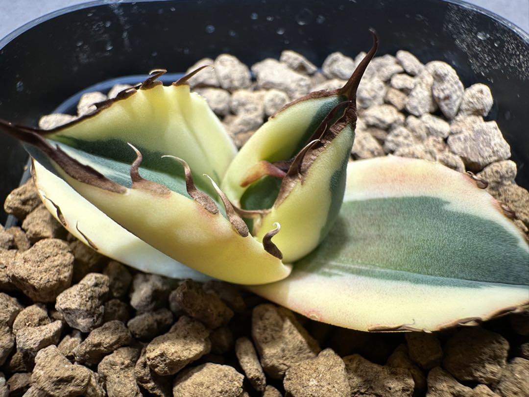 ST53 アガベ チタノタ スナグルトゥース 暴牙（アガベチタノタ 