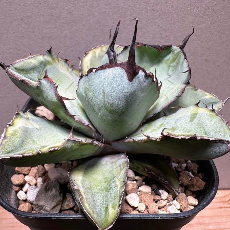 アガベ】ブラックダイヤモンド・ブラックアンドブルー錦 | プラントウィズ 