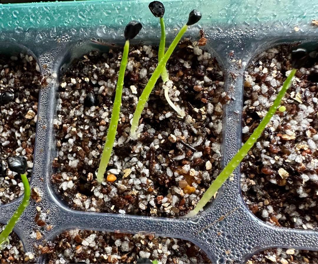 アガベ】陽炎エボリスピナ純血種子100粒【曲刺 強刺】 | プラントウィズ