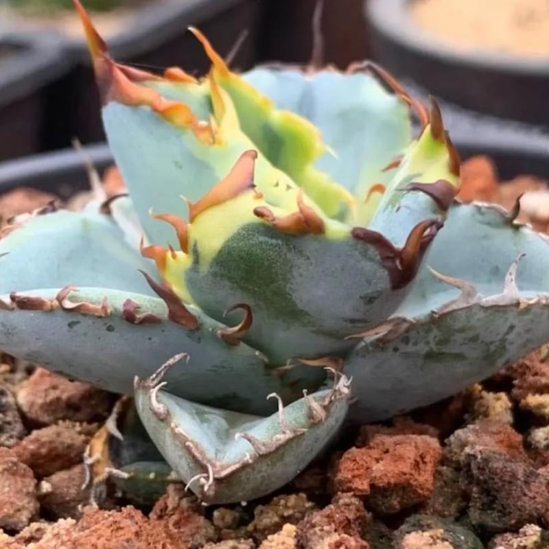 ❣️25新作 新品♡ Alice+Olivia 白ニットトップス♡667-アガベ