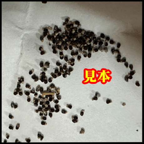 【サボテン】花籠 種子30粒 アズテキウムリッテリ