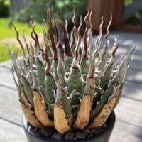 【アガベ】金剛/キングコング子株 アガベ】金剛/キングコング子株 | プラントウィズ