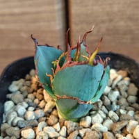 予約受付中】【希少ブツブツ系アガベ】金蟾スタッズタイプ/ 星空 予約受付中】【希少ブツブツ系アガベ】金蟾スタッズタイプ/ 星空