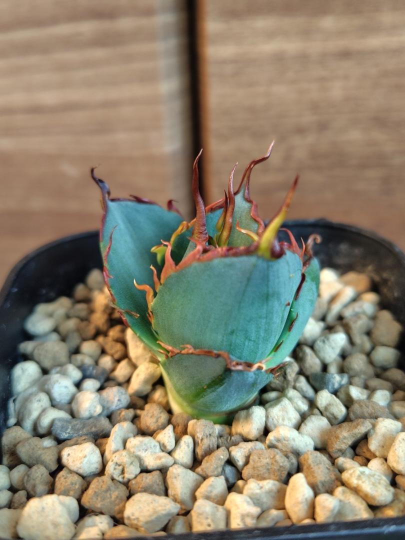 親株アガベハデス極上株　陽炎インフェルノ 親株アガベハデス極上株陽炎インフェルノ