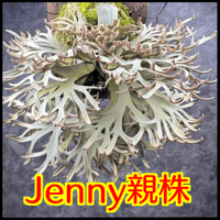 【ビカクシダ】ジェニー(P. willinckii "Jenny")胞子