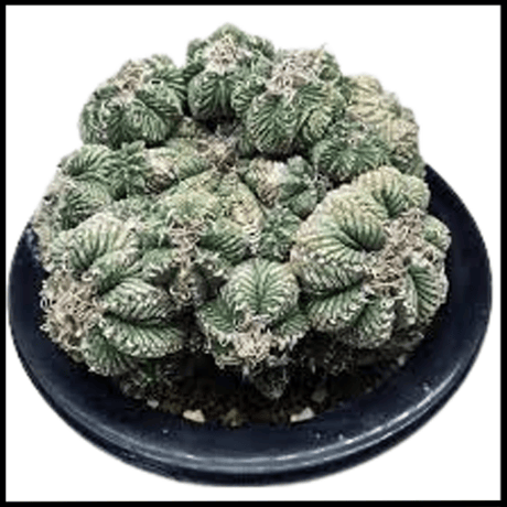 【サボテン】花籠 種子30粒 アズテキウムリッテリ