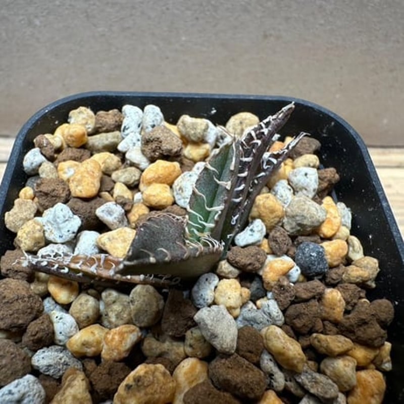 【親株】アガベ チタノタ 金蟾 子株付き 親株】アガベ チタノタ 金蟾 子株付き