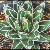 アガべチタノタ　豆豆龍　ブツブツ　親株　低重心(子株2付き) 希少ブツブツ系アガベ】痘痘龍(豆豆龍)子株 / チタノタ