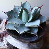 希少ブツブツ系アガベ】痘痘龍(豆豆龍)子株 / チタノタ | プラントウィズ