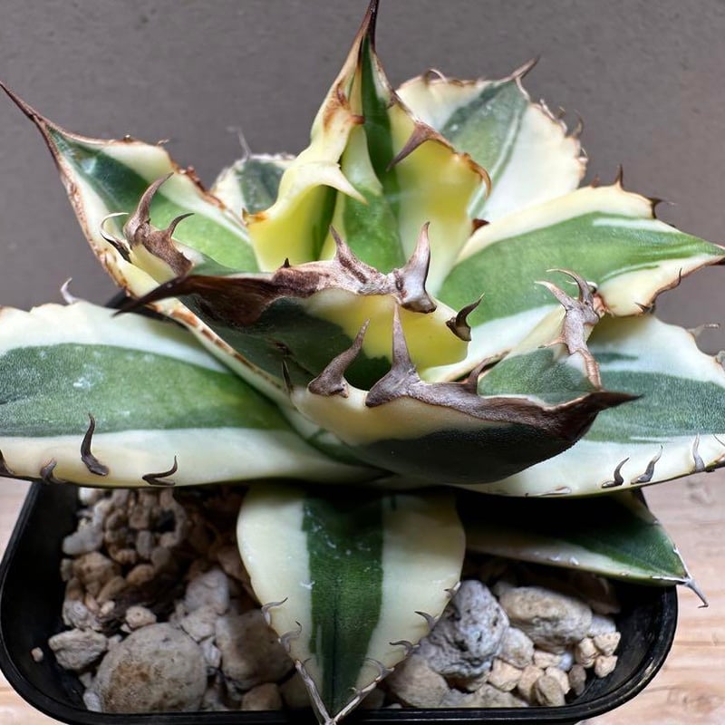 アガベ スナグルトゥース中株 【公式通販】