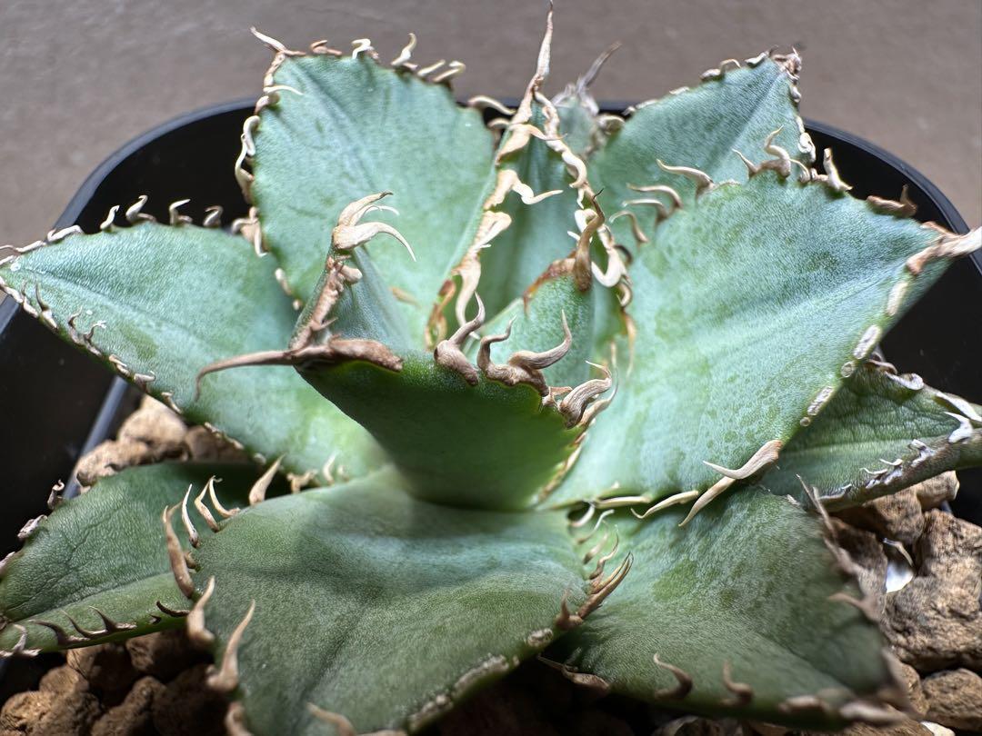 【アガベ】金剛/キングコング子株 アガベ】金剛/キングコング子株 | プラントウィズ