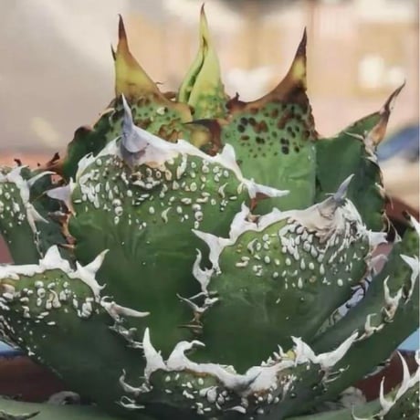 多肉植物アガべチタノタ金蟾，子株付 希少ブツブツ系アガベ】金蟾(キンセン)子株 / チタノタ | プラントウィズ