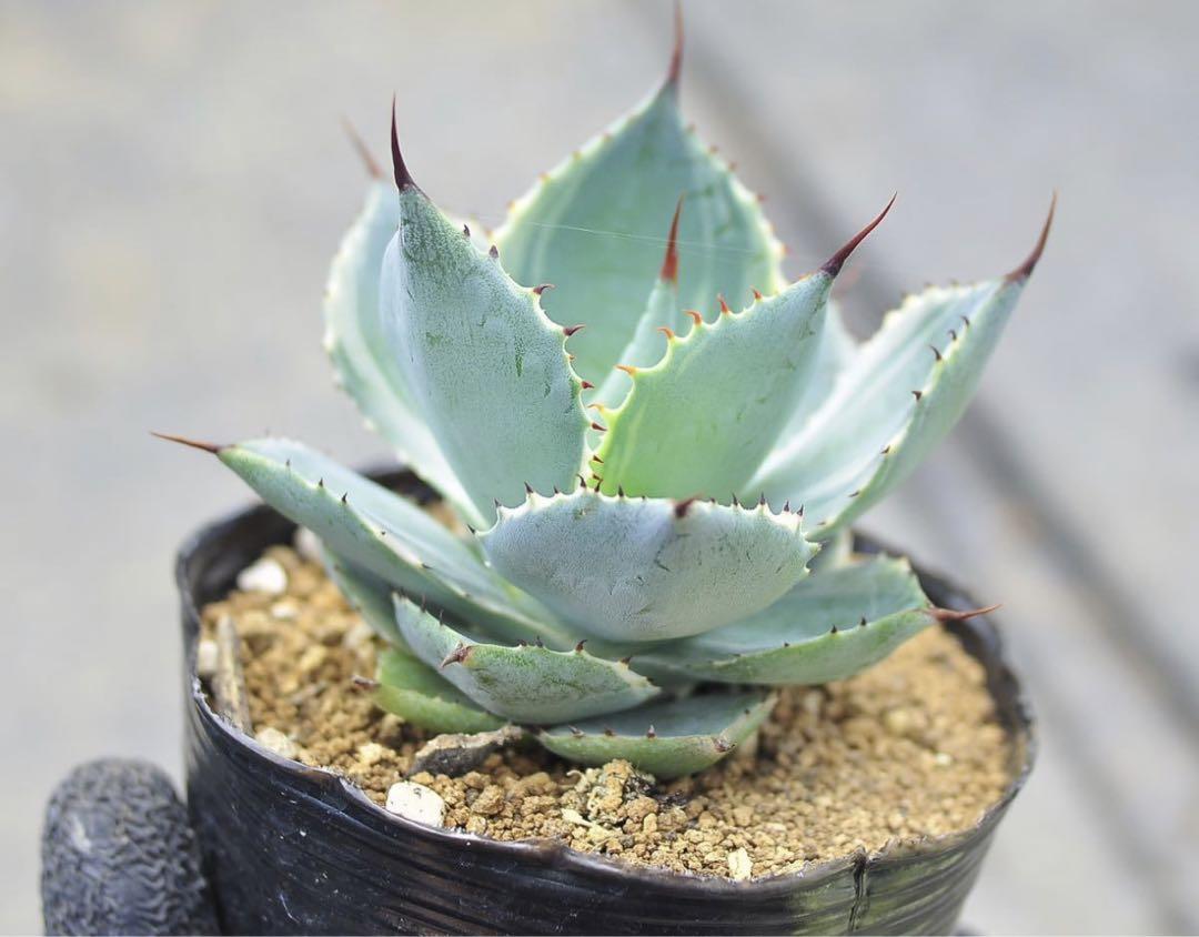 アガベドラゴントゥース大株