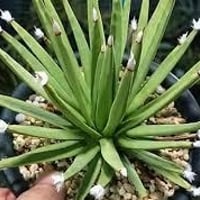 【良血統】アガベ陽炎エボリスピナ 純血種子50粒【曲刺 強刺】 アガベ】陽炎エボリスピナ純血種子50粒【曲刺 強刺】 | プラント