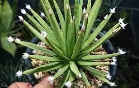 【新品種アガベ】アルボピロサ(アルボピローサ) 新品種アガベ】アルボピロサ(アルボピローサ) | プラントウィズ