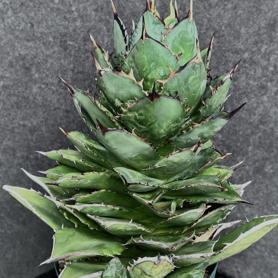 アガベ タワーオブバベル 台湾輸入株