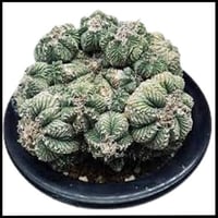 サボテン】花籠 種子30粒 アズテキウムリッテリ | プラントウィズ