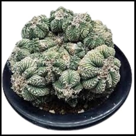 【サボテン】花籠 種子50粒 アズテキウムリッテリ